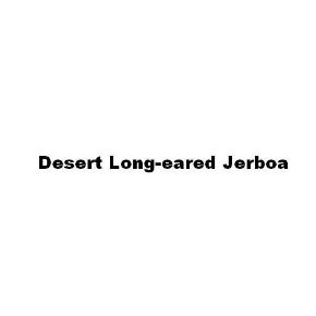 DESERT LONG-EARED JERBOA